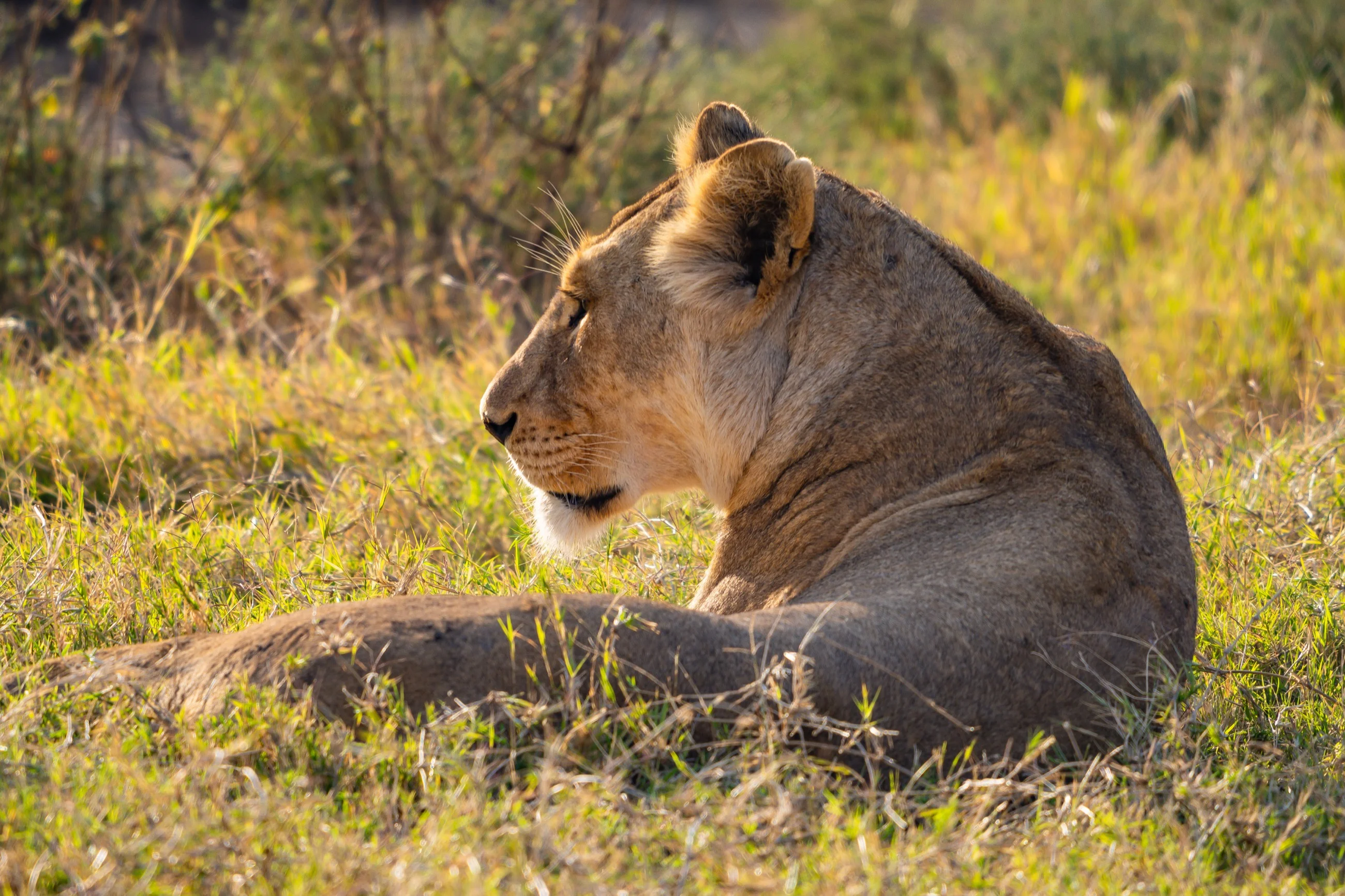 A female lion resting in the warm grass