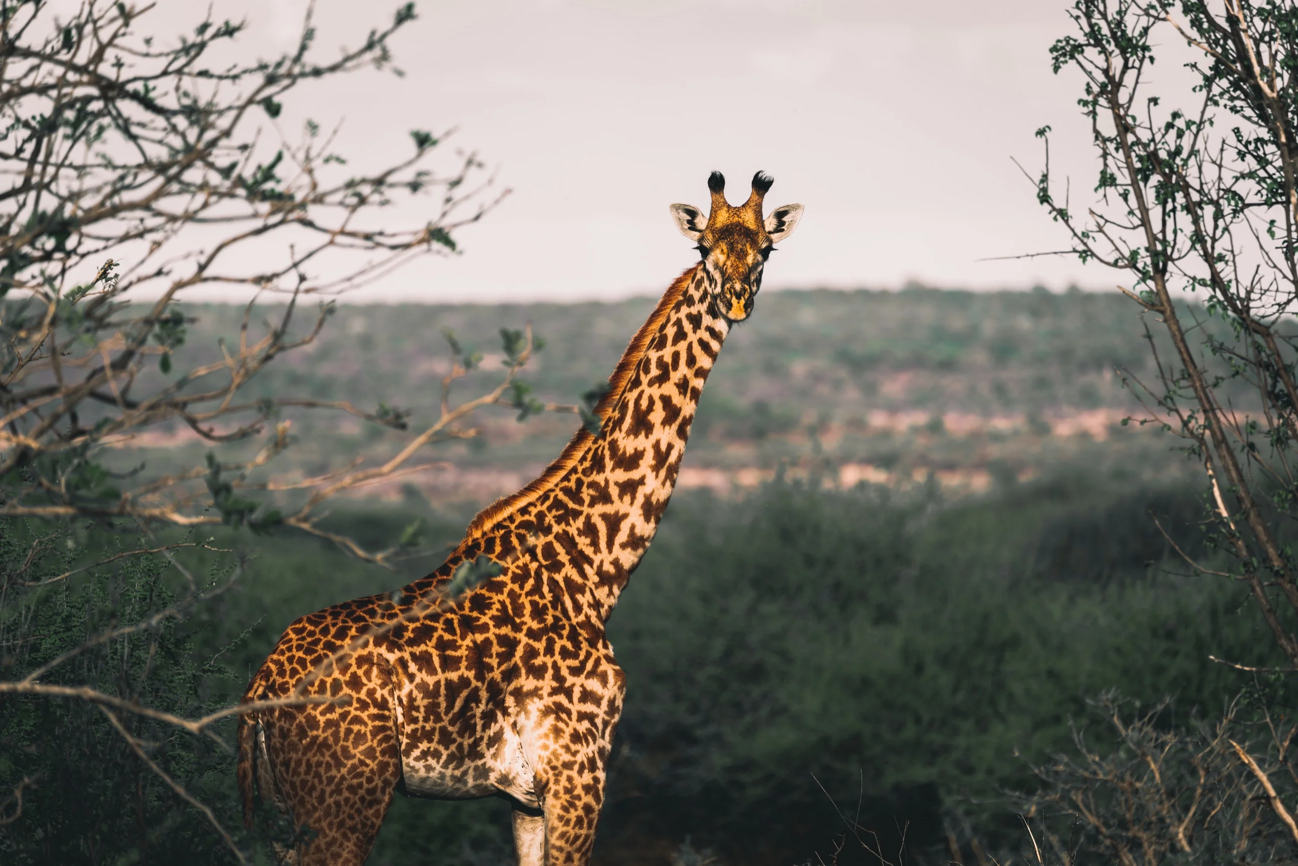 A giraffe framed by the trees of the Tanzanian bush