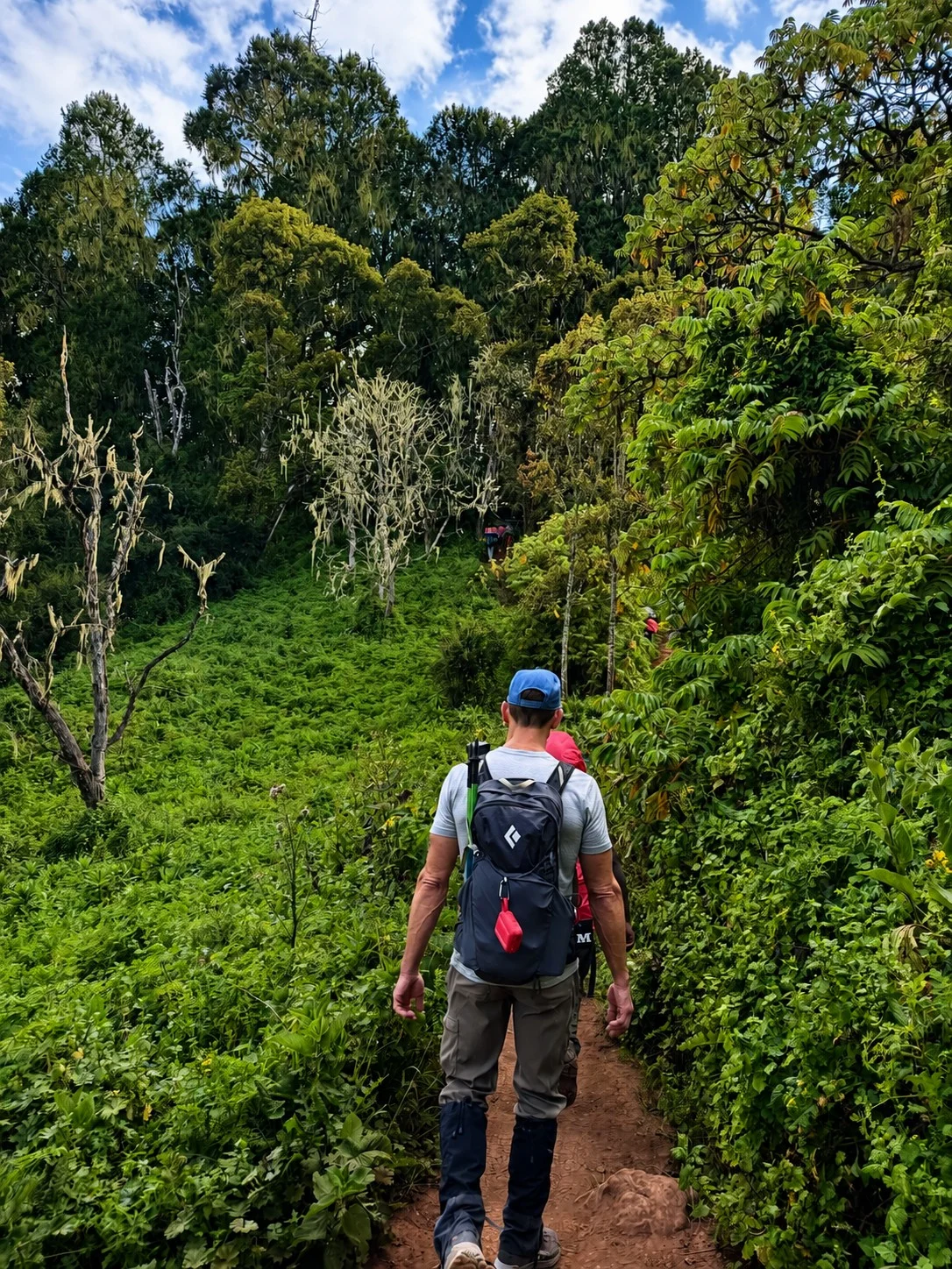 A traveler following a narrow trail through lush montane forest