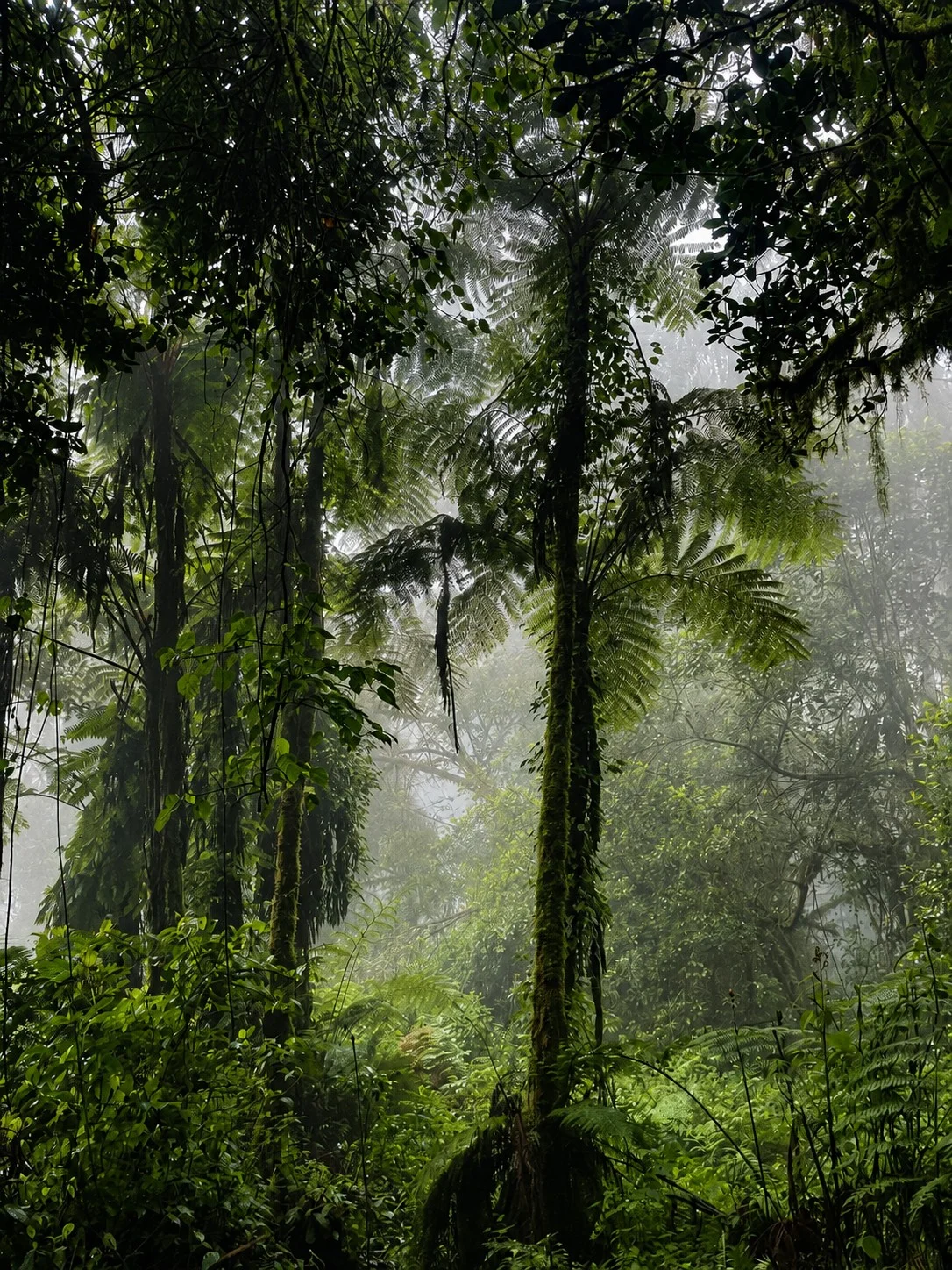 Misty rainforest and giant tree ferns on the lower slopes of Kilimanjaro