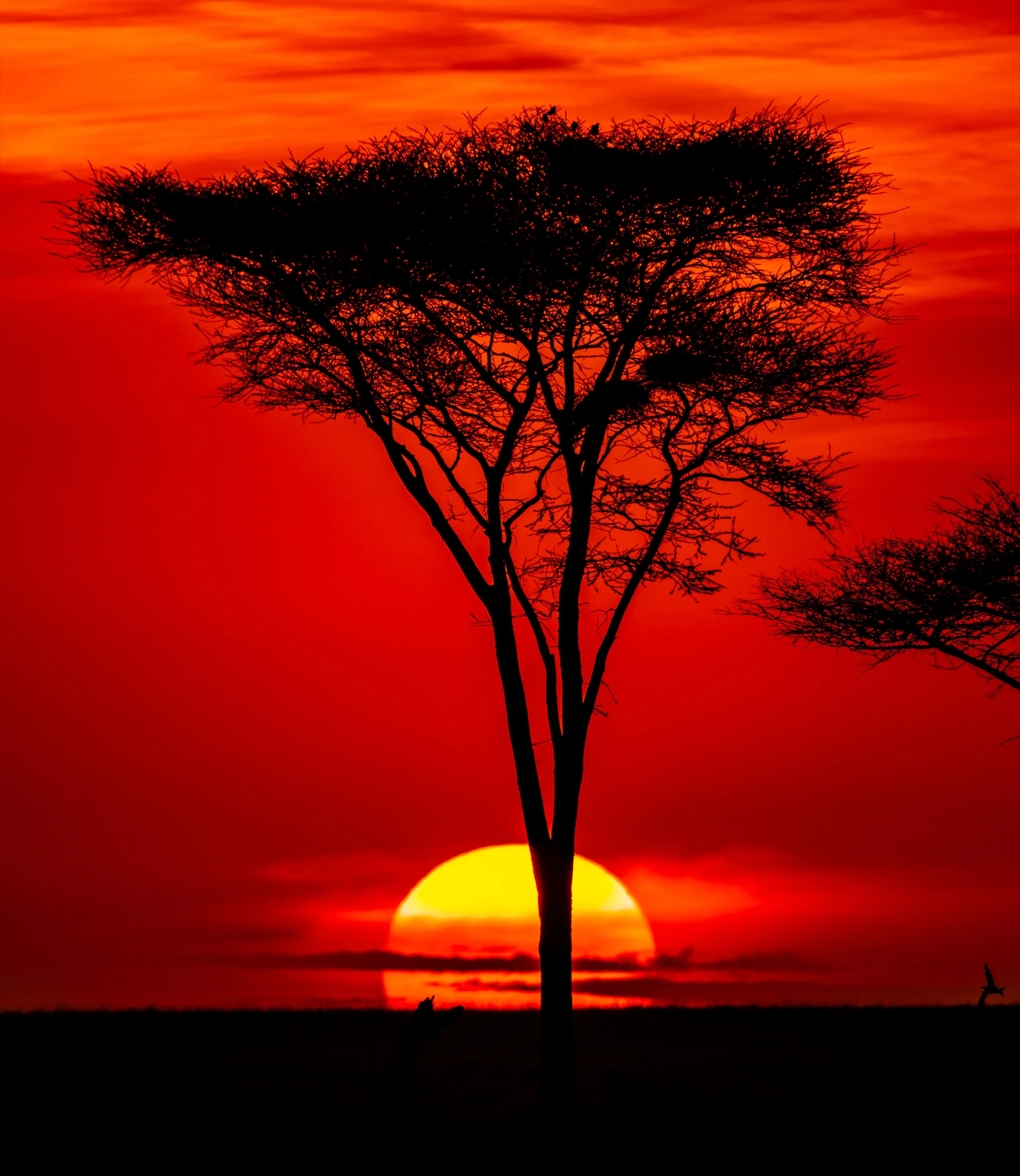 An acacia tree silhouetted against a vivid red and orange Tanzanian sunset