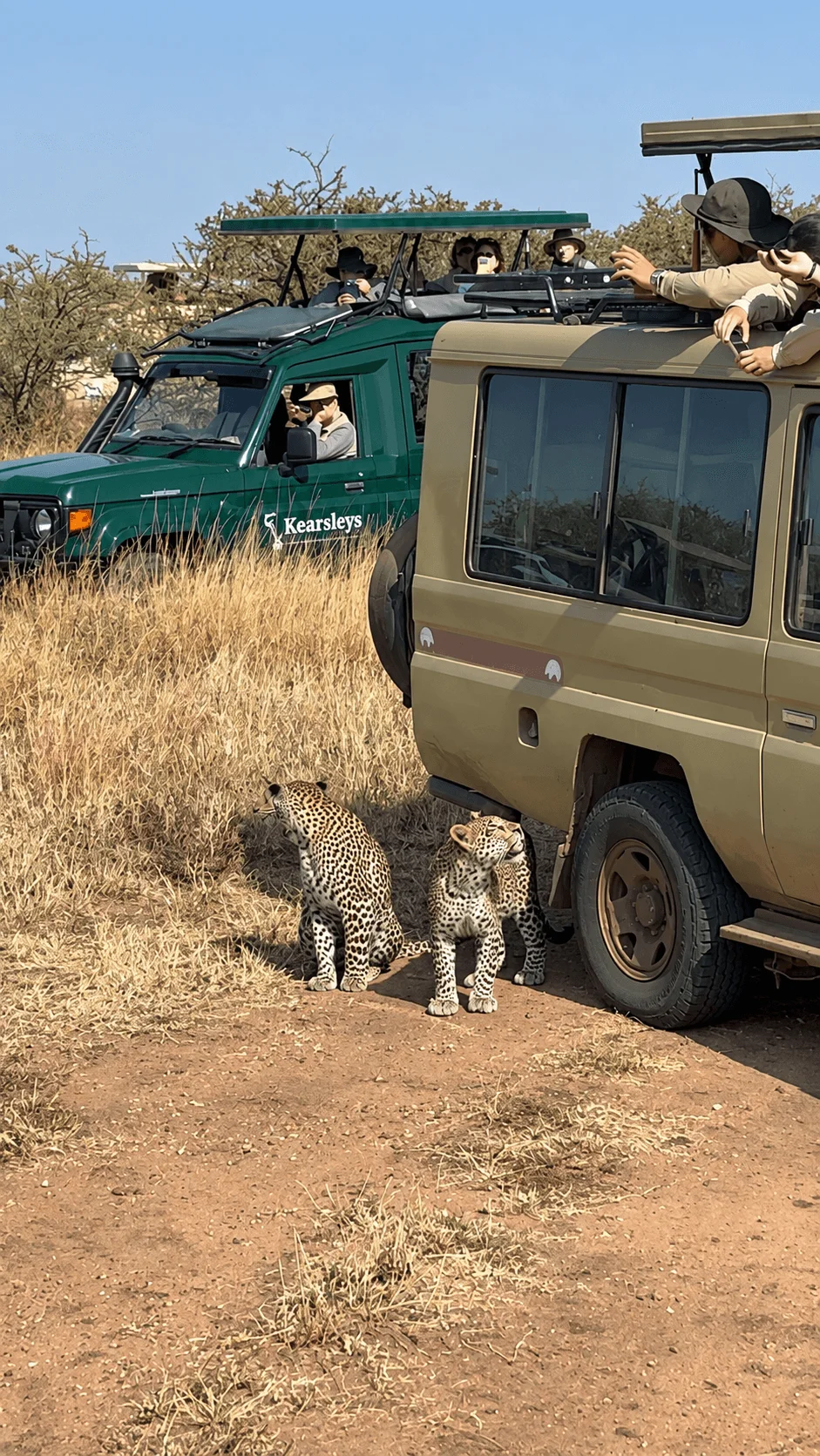 Two spotted cubs standing beside a safari vehicle in Tanzania