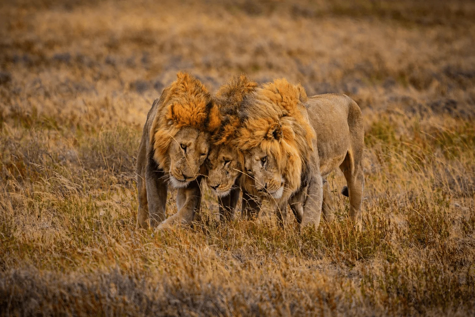 Three male lions walking shoulder to shoulder through the golden Serengeti grass