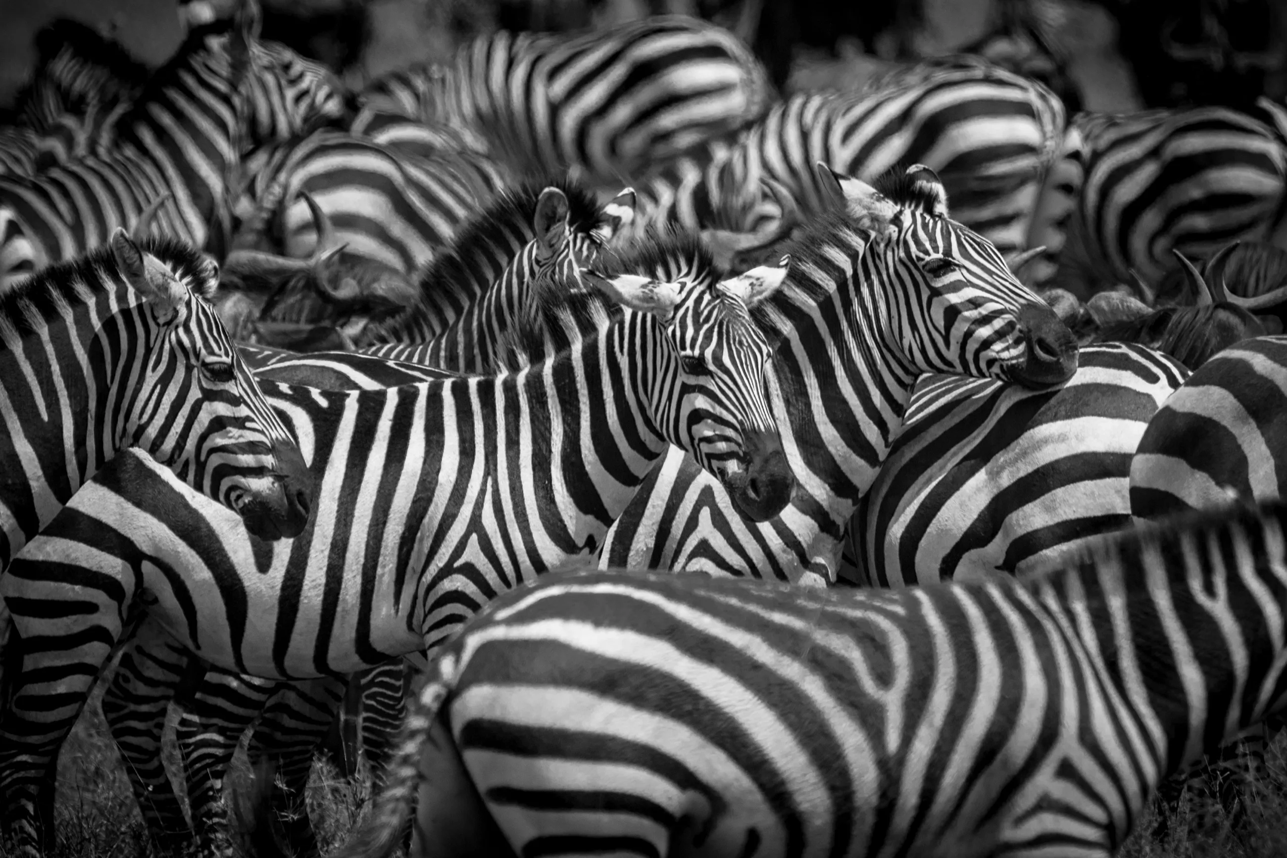 A tightly gathered zebra herd photographed in black and white