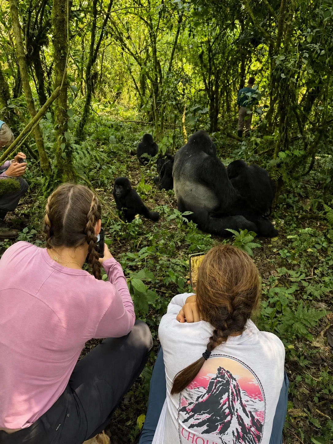 Travelers respectfully observing a silverback and mountain-gorilla family in the Ugandan forest