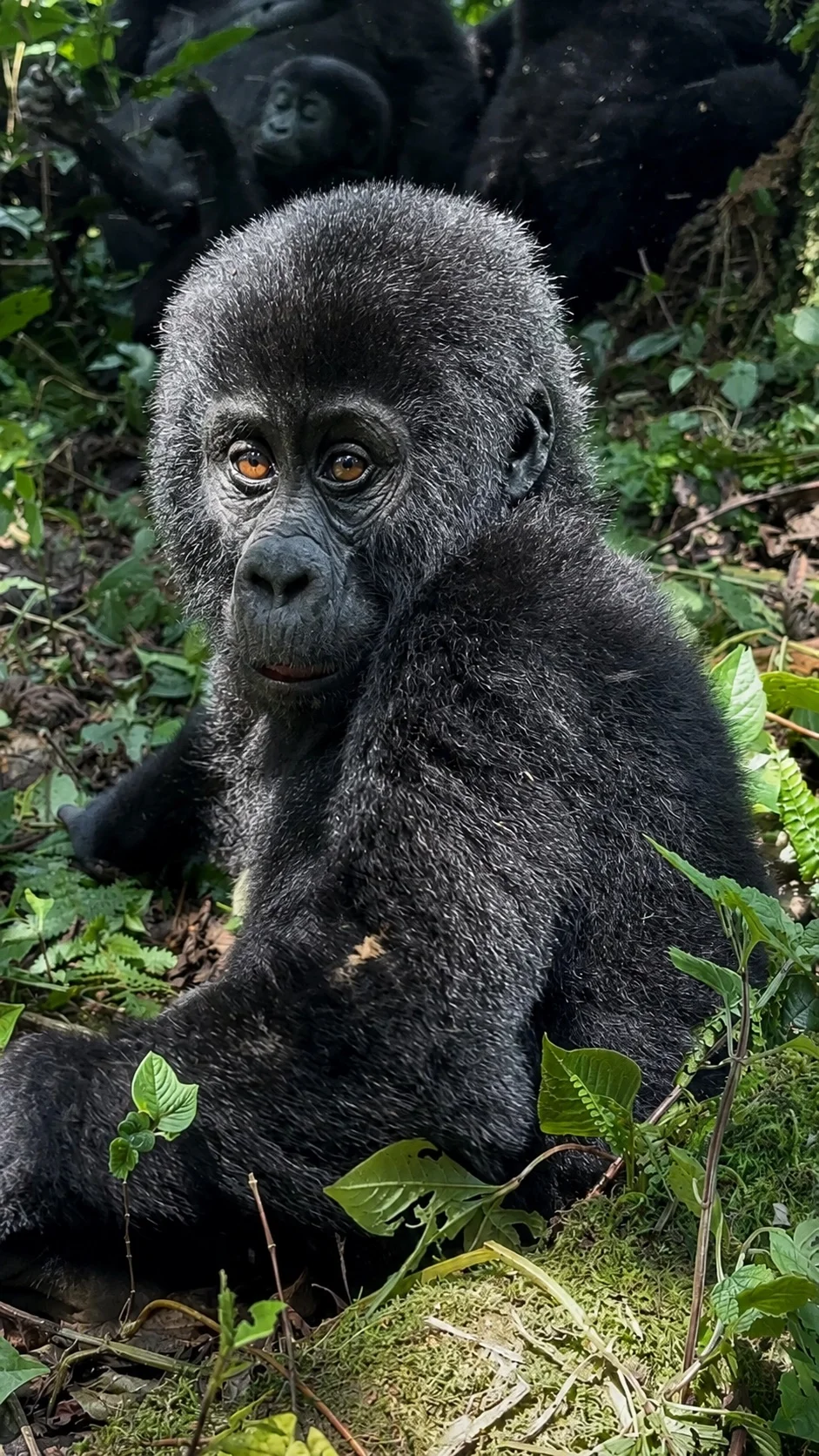 A young mountain gorilla among lush forest plants