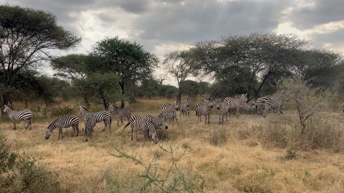 A large herd of zebras gathered beneath storm clouds in Ngorongoro
